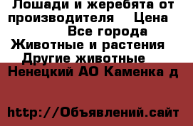 Лошади и жеребята от производителя. › Цена ­ 120 - Все города Животные и растения » Другие животные   . Ненецкий АО,Каменка д.
